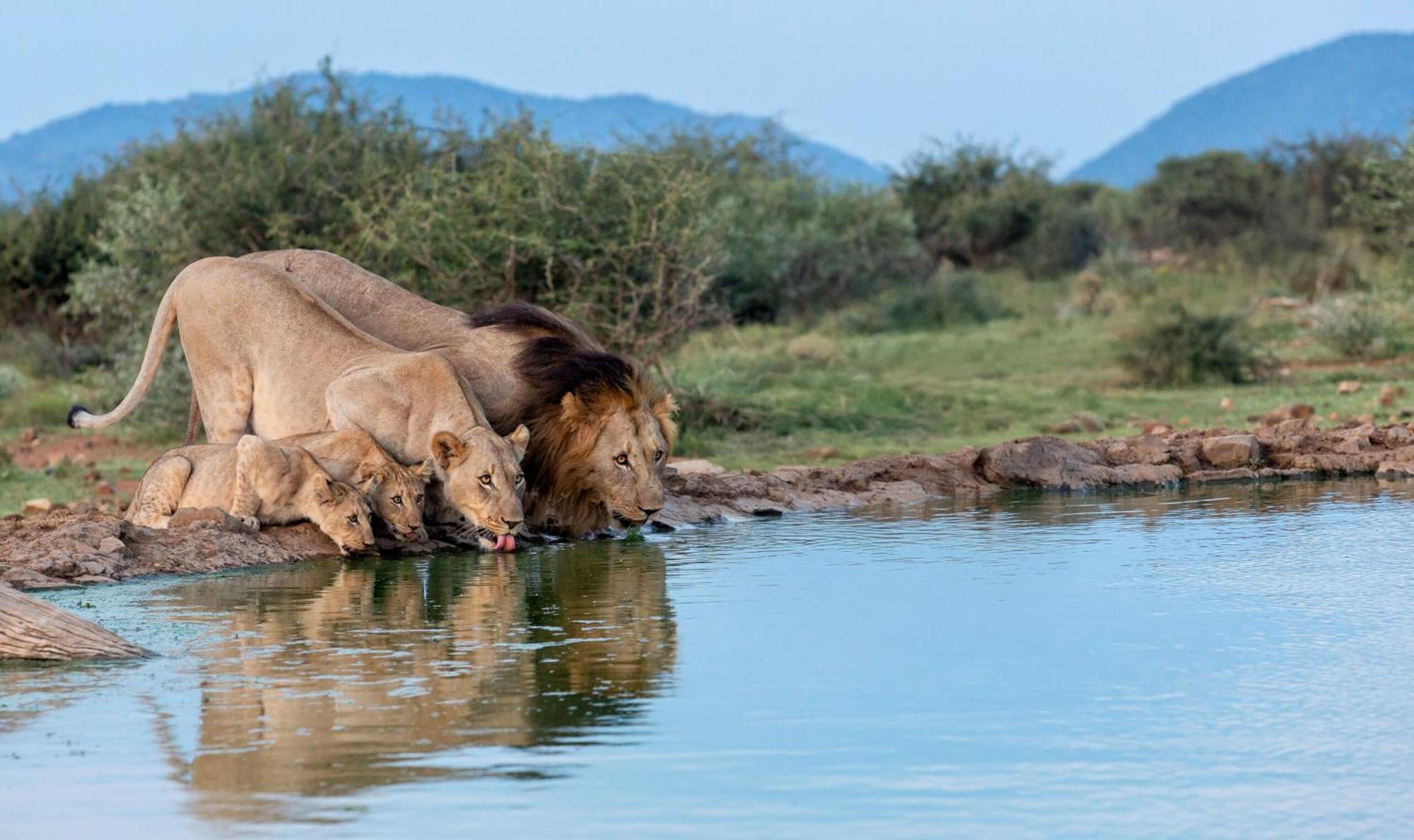 Tuningi Safari Lodge Madikwe Game Reserve Zewnętrze zdjęcie