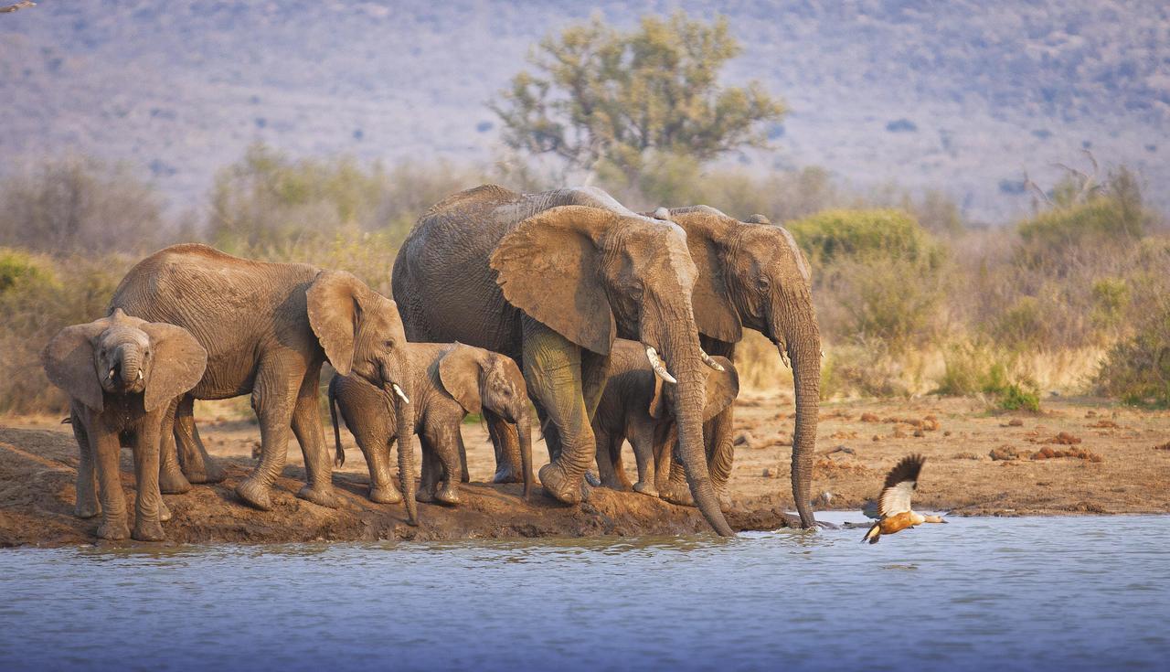 Tuningi Safari Lodge Madikwe Game Reserve Zewnętrze zdjęcie