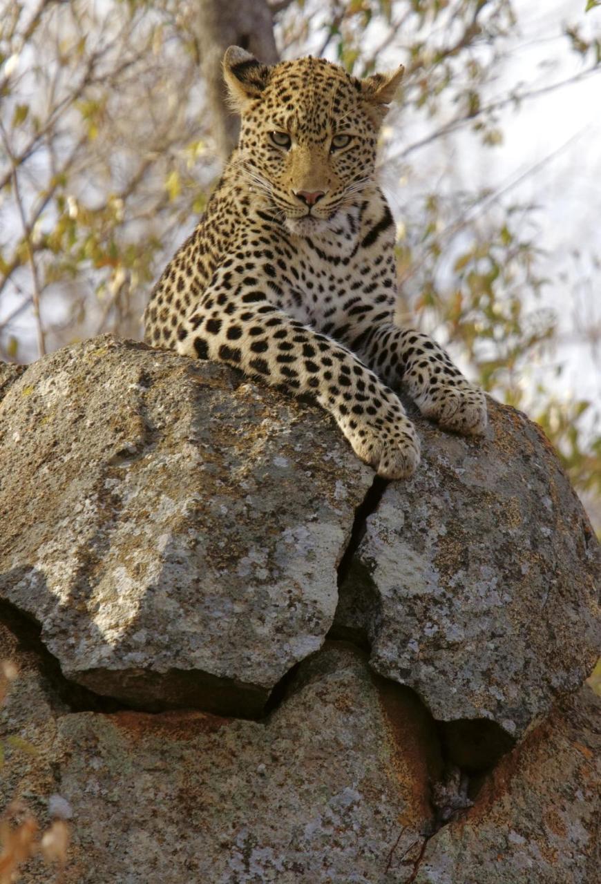 Tuningi Safari Lodge Madikwe Game Reserve Zewnętrze zdjęcie