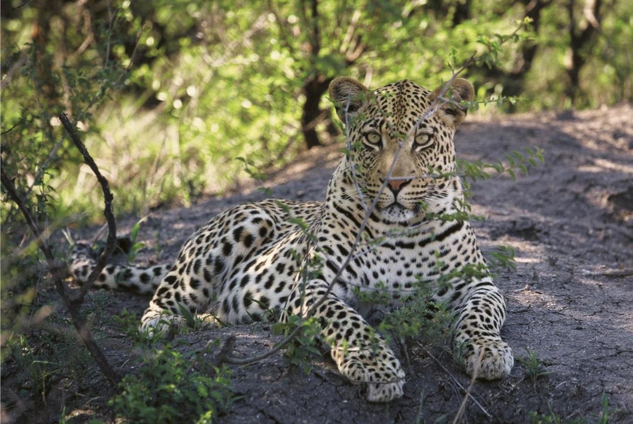 Tuningi Safari Lodge Madikwe Game Reserve Zewnętrze zdjęcie