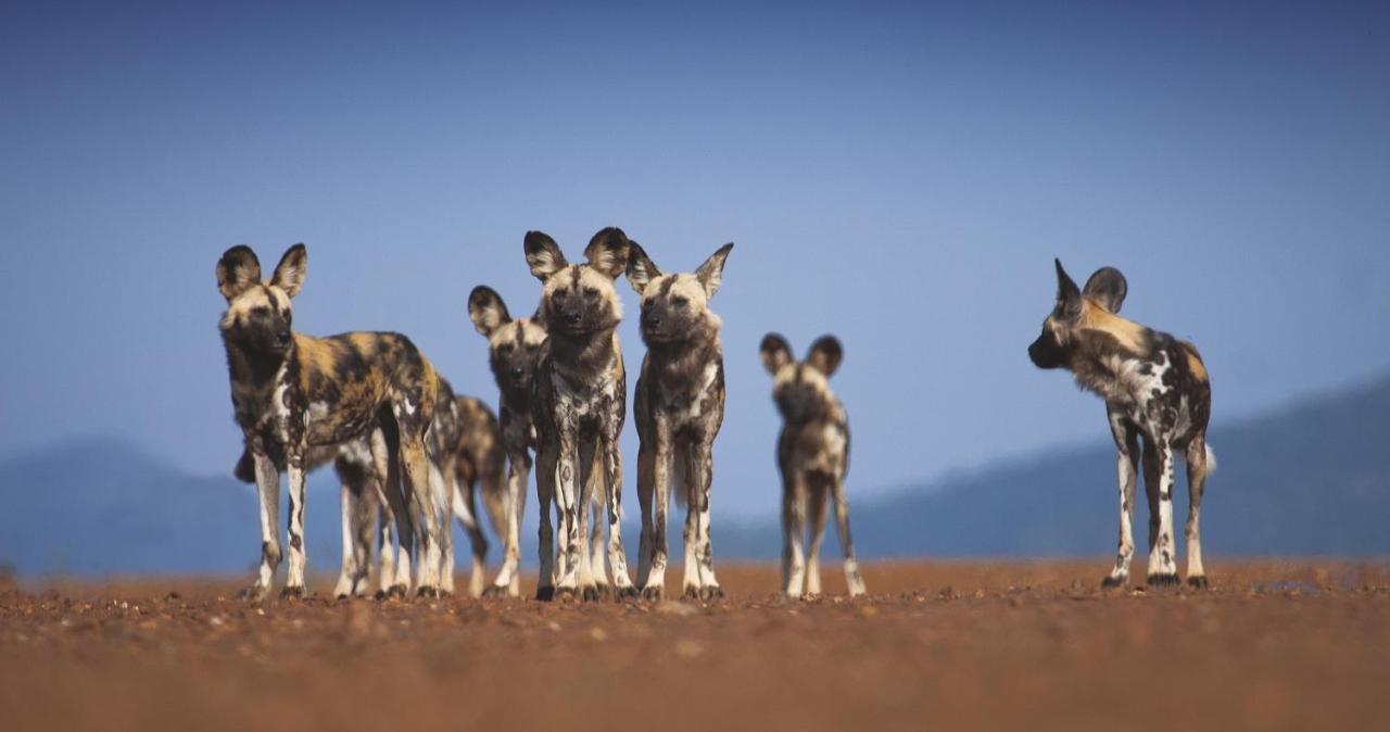 Tuningi Safari Lodge Madikwe Game Reserve Zewnętrze zdjęcie