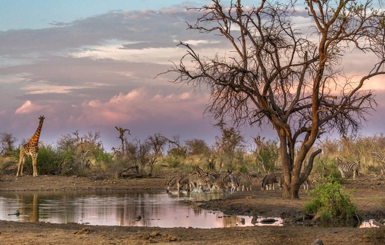 Tuningi Safari Lodge Madikwe Game Reserve Zewnętrze zdjęcie