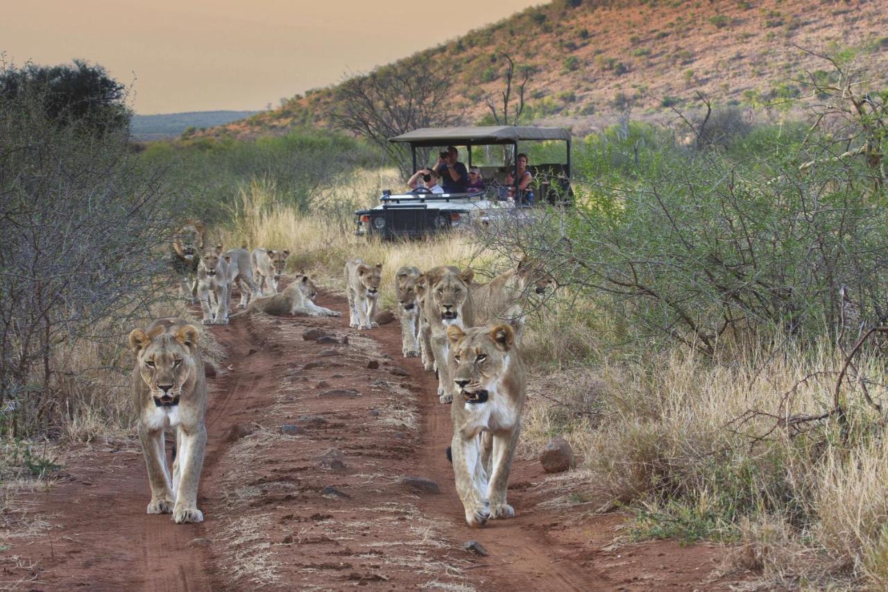 Tuningi Safari Lodge Madikwe Game Reserve Zewnętrze zdjęcie